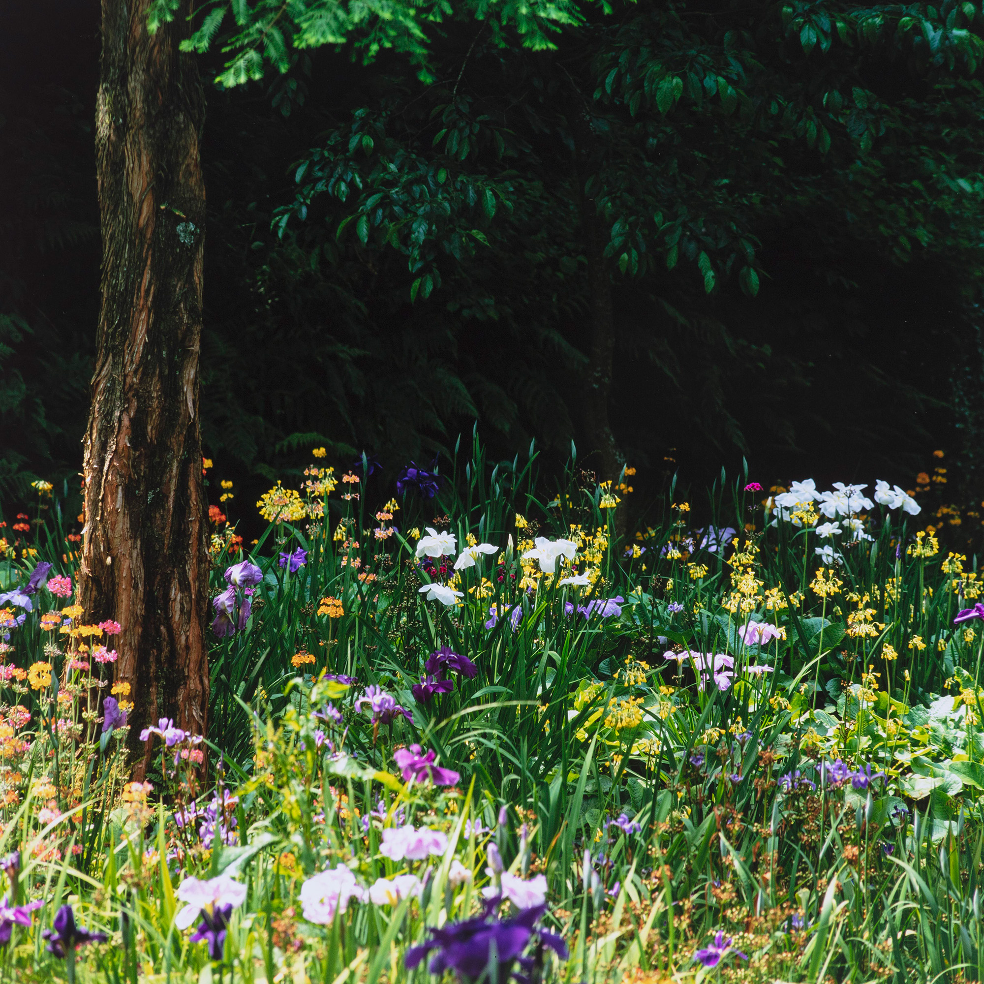 shade-loving wildflowers for a cottage garden shade garden with colourful wildflowers underplanting a tree