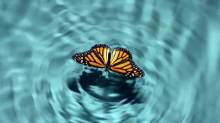 Butterfly flying over water creating ripples on the surface.