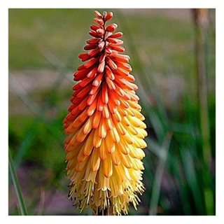 A close-up of a red hot poker flower