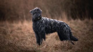 Bouvier des Flandres stands in a meadow