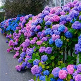 Blue Pink Purple Hydrangea Seeds