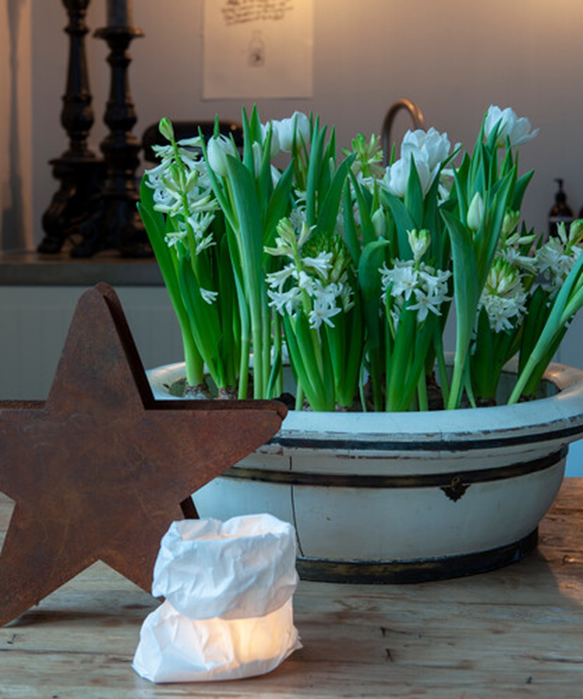 Paperwhite narcissi Hyacinthus White Pearl Tulipa Popcorn White