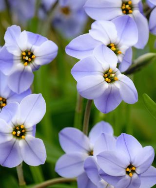 Close-up of the blue and white flowers of Ipheion ‘Rolf Fiedler’ or star flower