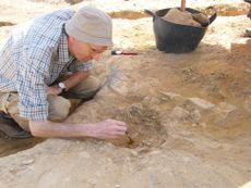 excavating cat skeletons