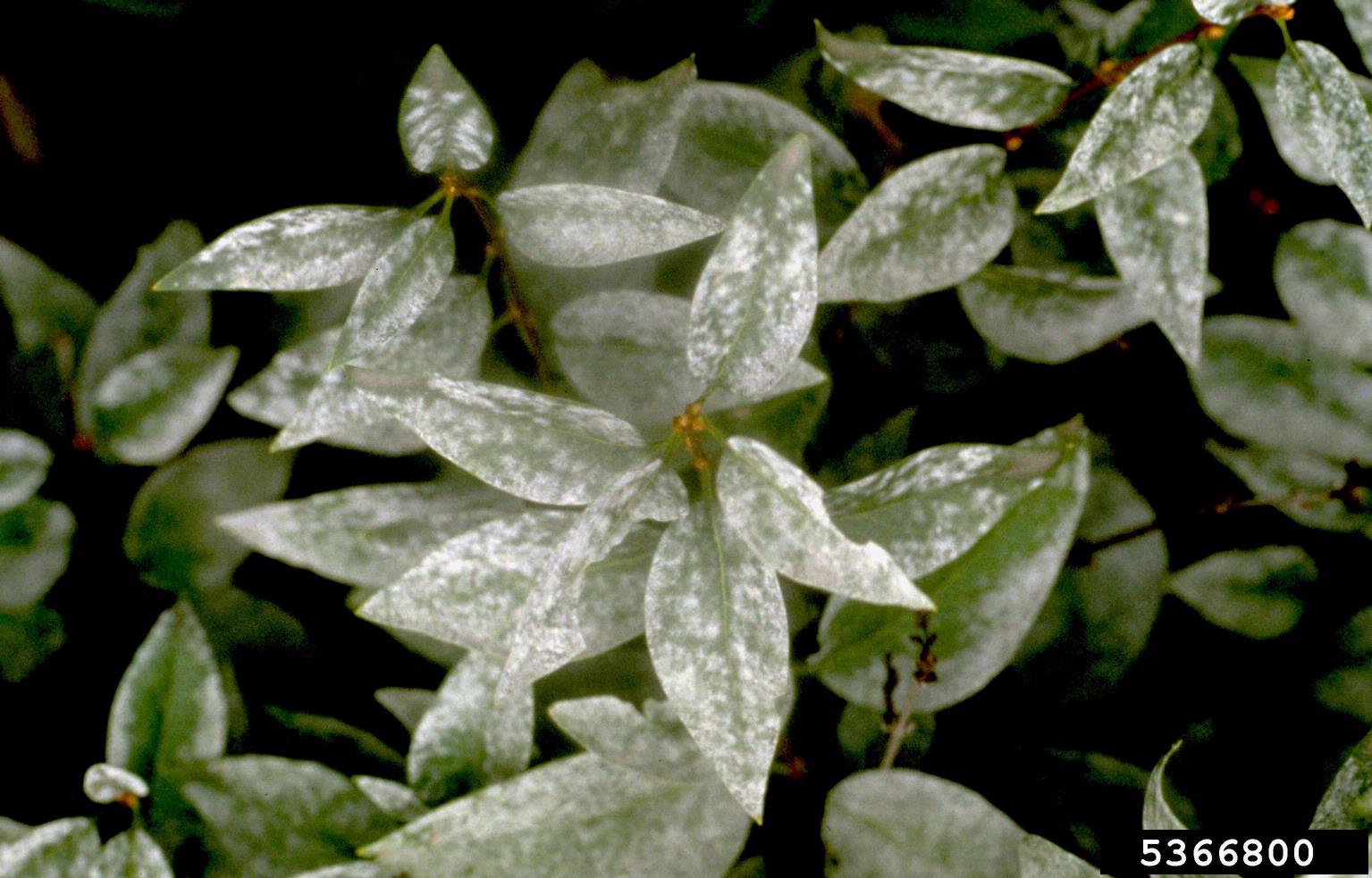 White Powder On Lilac Leaves Prevent Lilac Powdery Mildew Fungus 