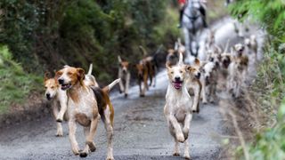 Foxhounds leading a trail hunt