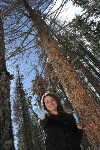 Scientists take soil and microbial samples beneath a beetle-killed tree.