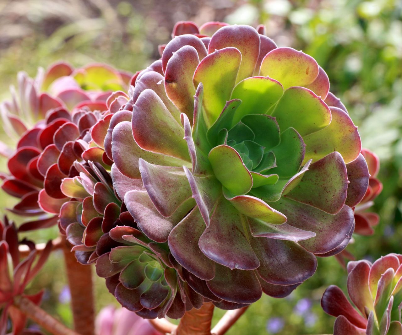 What are the best types of succulent?