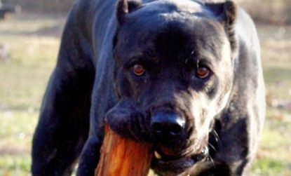 The Cane Corso Mastiff, the same breed that fatally mauled a toddler in New York this weekend, has come under criticism as a "monster dog" that should be kept away from kids.