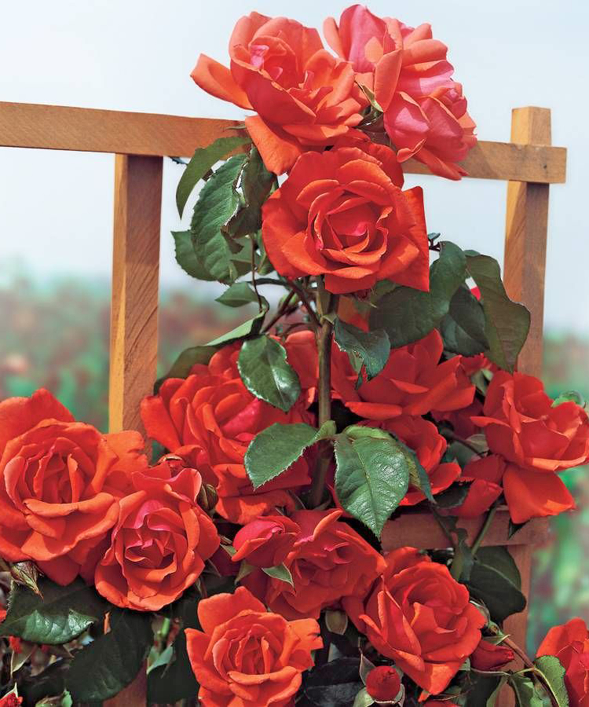 Jackson and Perkins Blaze of Glory climbing rose