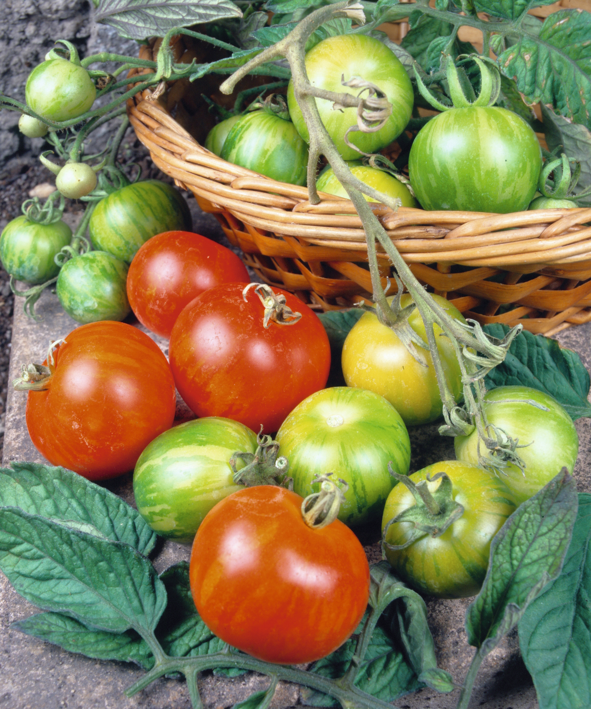 Ripe tigerella tomatoes picked into a wicker basket