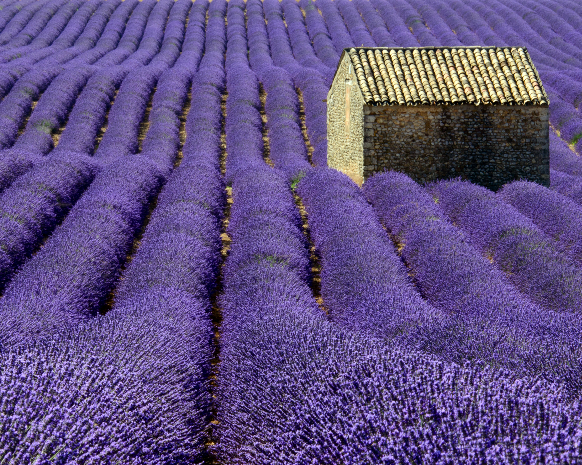 lavender farm field in full bloom