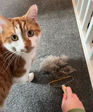 Punteha's ginger and white cat next to a carpet scraper with a pile of cat hair and her hand with red nail polish holding the scraper over a dark grey carpet