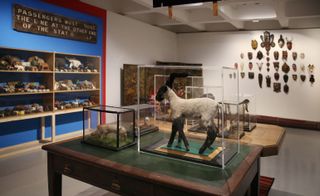 A mutual admiration for taxidermy