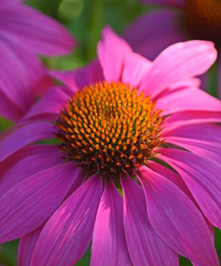 Close up shot of pink coneflower