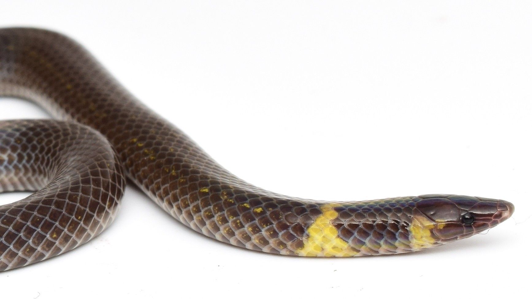 A photo of a dwarf reed snake (Pseudorabdion saravacense).