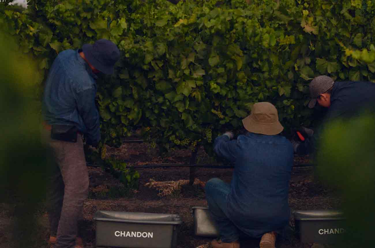 Chandon-Chardonnay-Nighttime-Harvest_photo-credit-Chandon_Landscape.jpg
