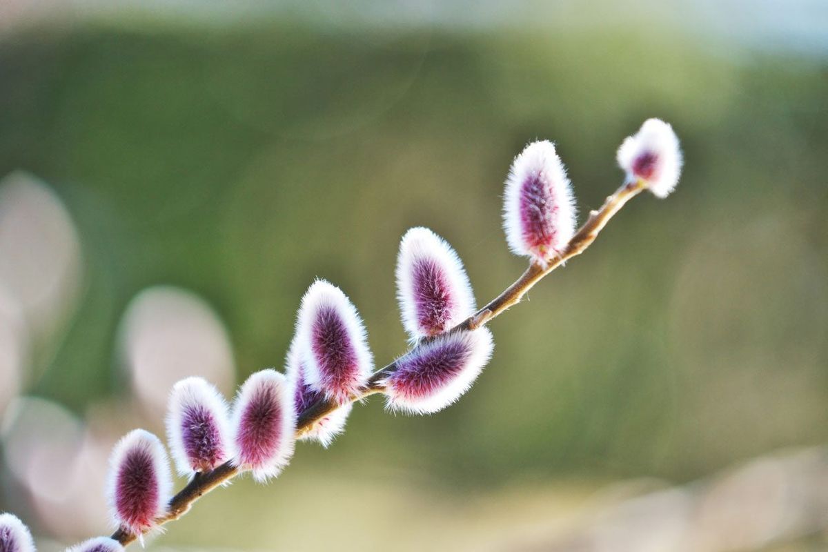 What Is A Japanese Pussy Willow: Guide To Growing Japanese Pussy Willows |  Gardening Know How