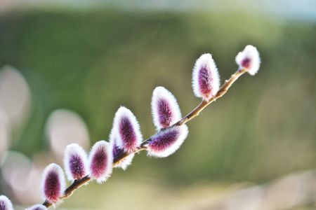 japanese pussy willow