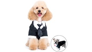 Dog in suit costume