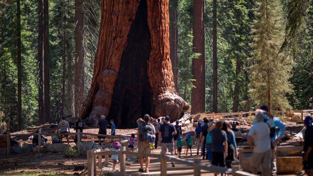 Visitors look at Grizzly Giant in 2018.