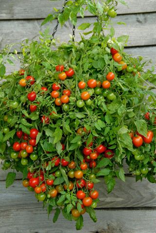 Cherry tomatoes trailing over sides of hanging basket