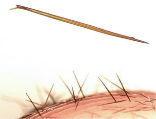 A close-up of the hairs on the newfound tarantula Kankuamo marquezi.