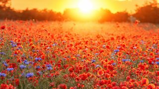 A field of red flowers glows in the summer sunlight
