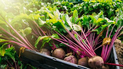 close-up of beetroot being harvested