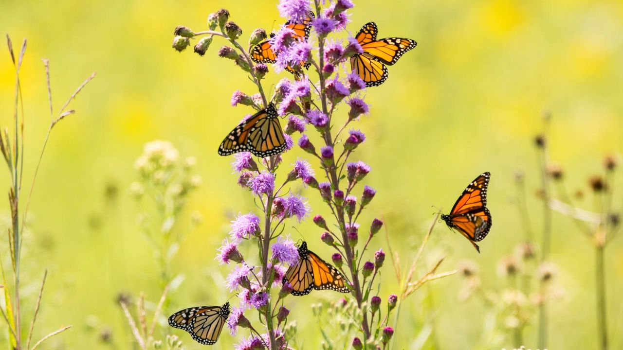 Sis monarch butterflies flutter around purple flowers