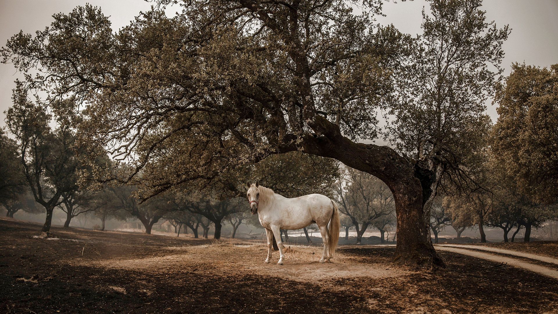 
                                A horse stands amid the scorched landscape of the Sierra de Ávila near Piedralaves, Spain
                            