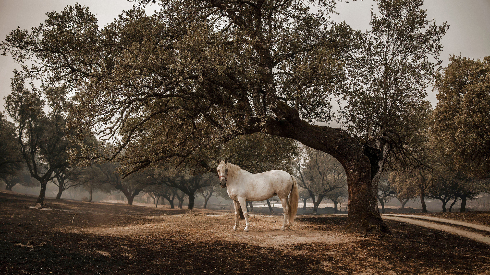 A horse stands amid the scorched landscape of the Sierra de &amp;Aacute;vila near Piedralaves, Spain