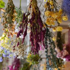Variety of hanging flowers drying