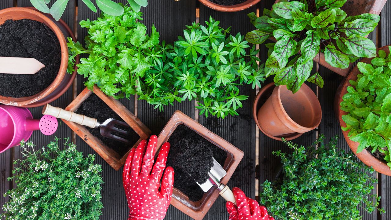 planting herbs with pots of compost