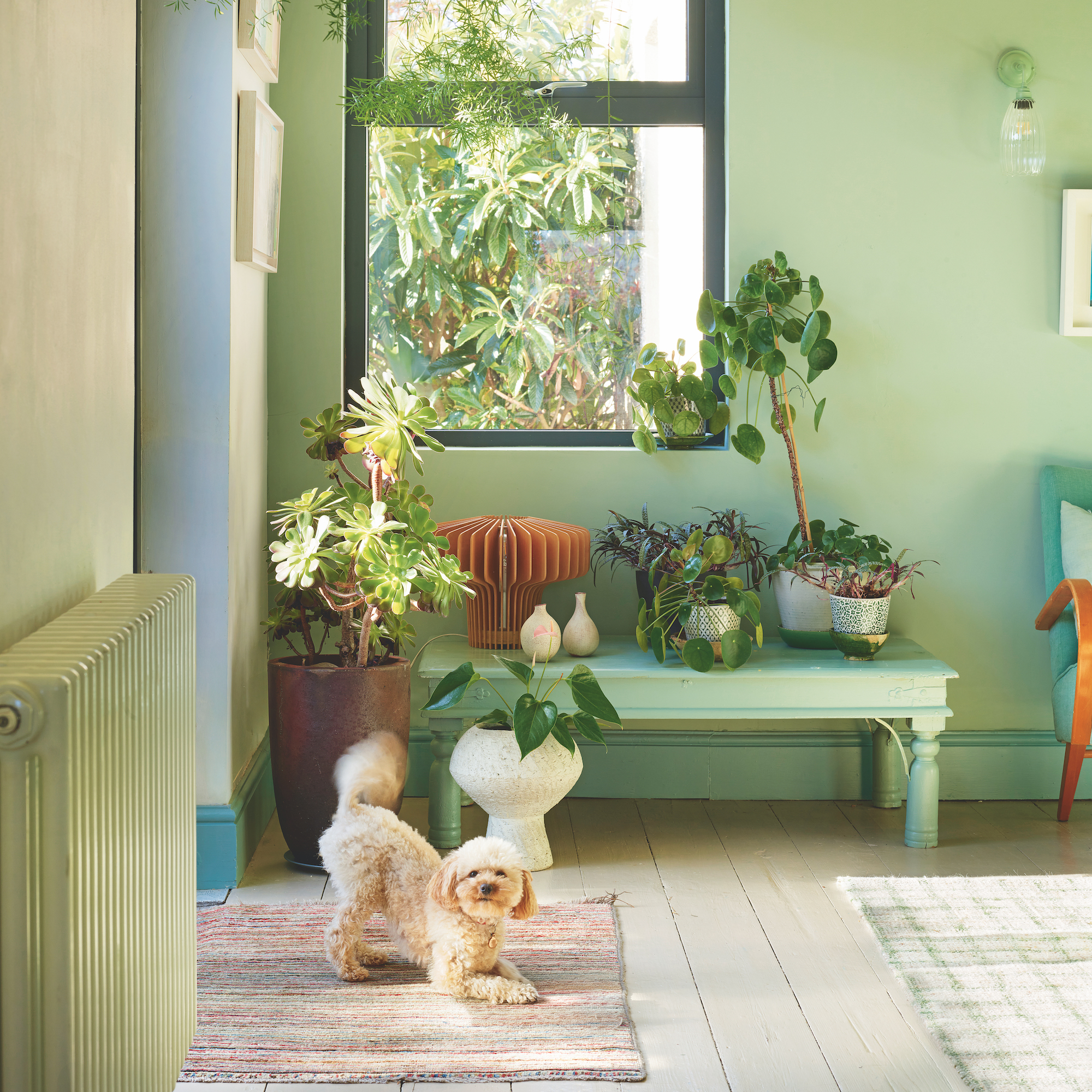 contemporary hallway painted in pale green with a window and houseplants and a dog on a rug
