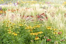 A garden with coneflowers, black-eyed susans and ornamental grass