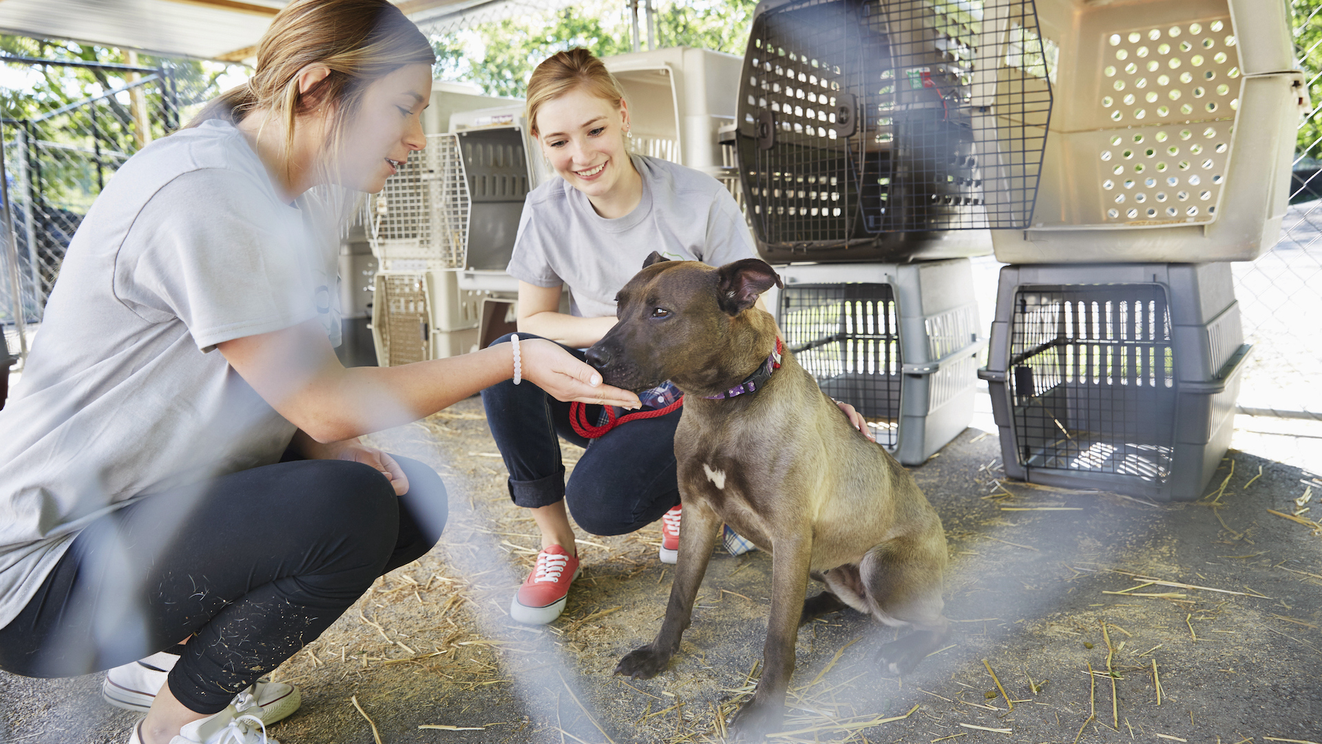 Dog sitting with volunteers at shelter