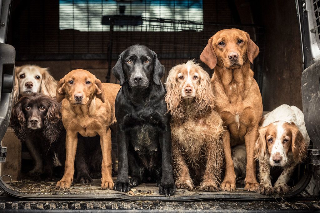 Dogs 5