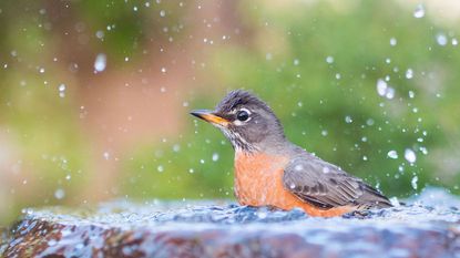 American Robin bathing in a bird bath