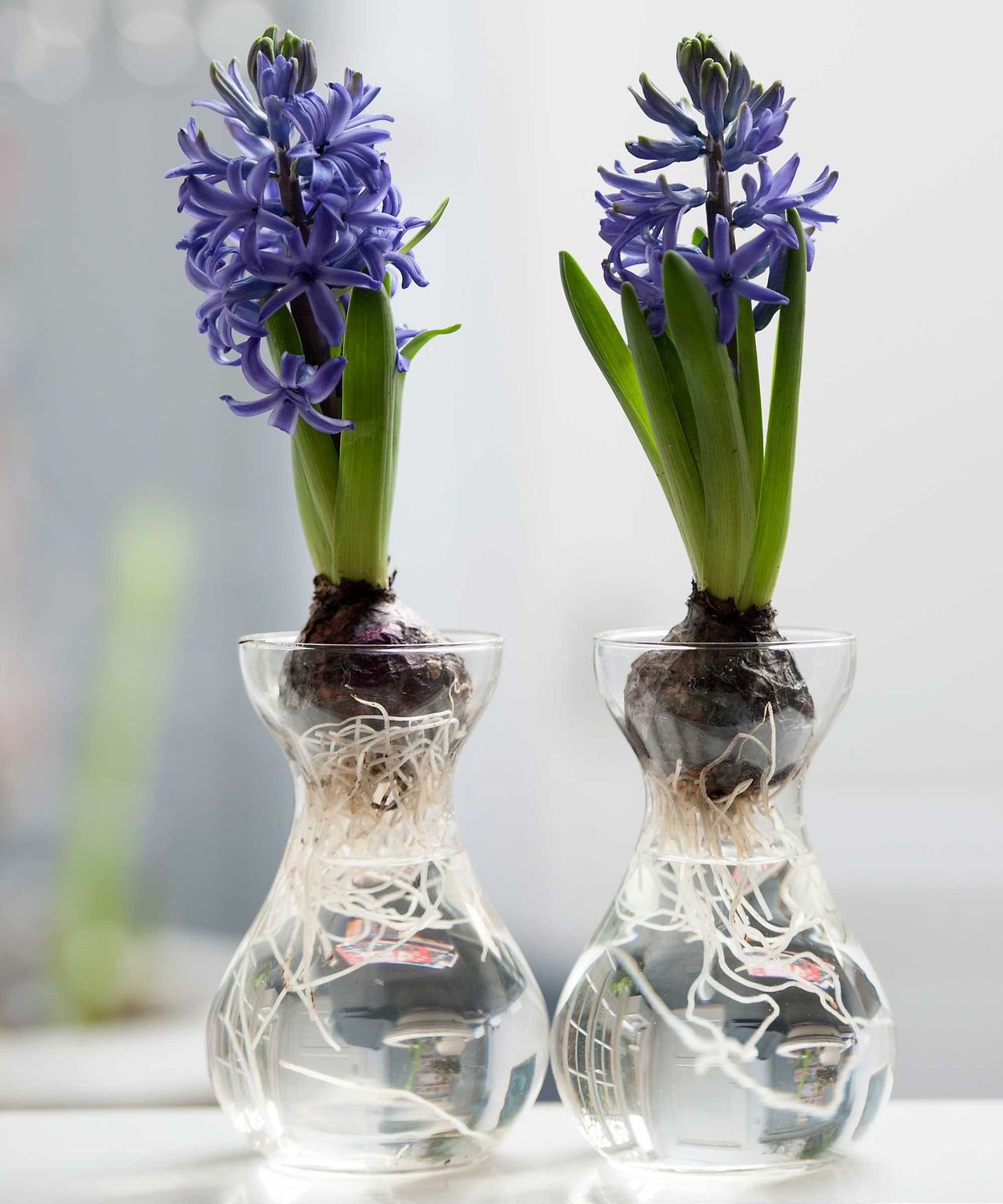 How and when to plant hyacinth bulbs easy tips for a spring