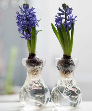 forced hyacinth bulbs in glass vases on windowsill