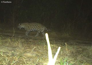 Distant camera trap photo of a male jaguar in an oil palm plantation, Colombia.