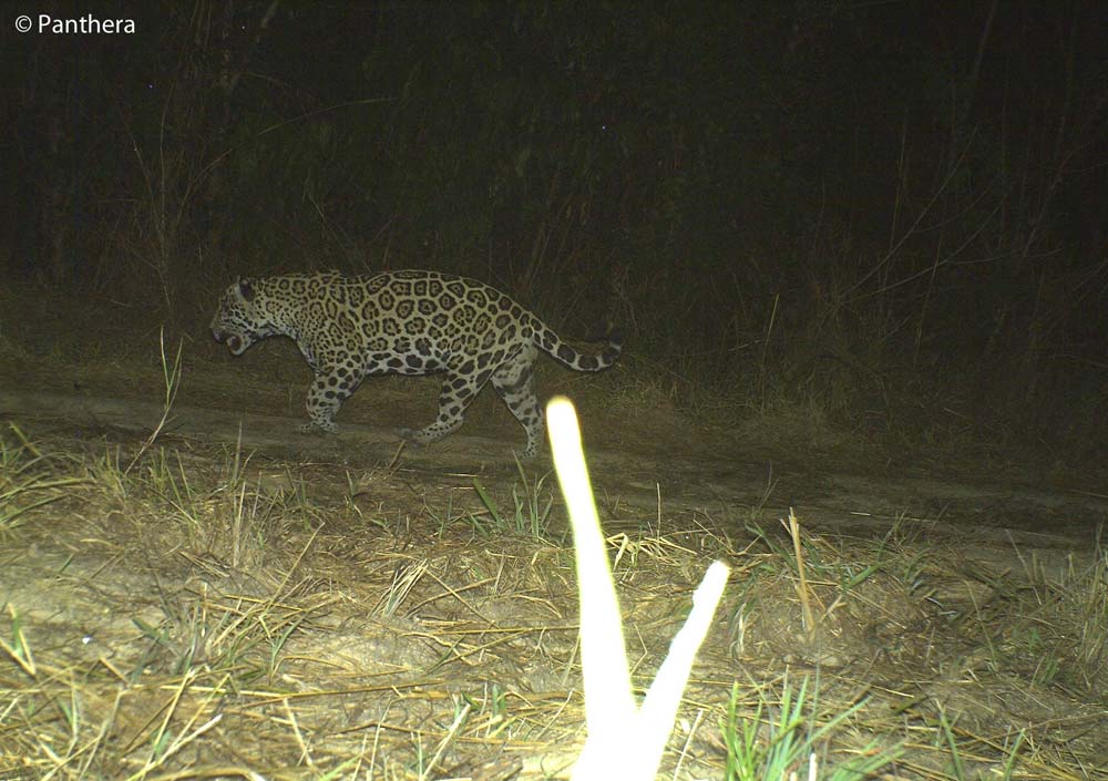 Big Cats: Photos Reveal Elusive Jaguars | Live Science