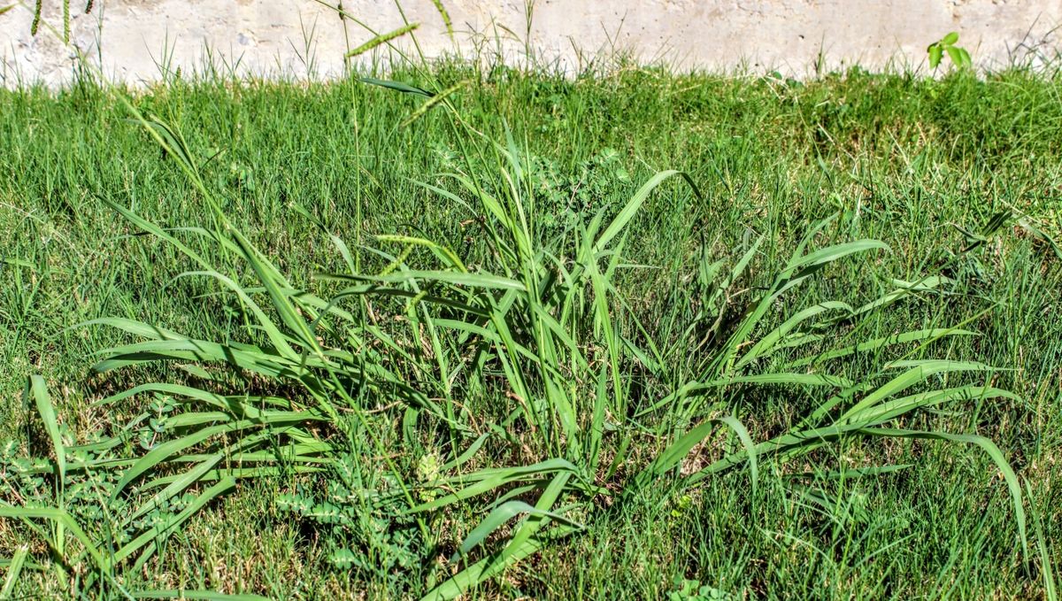 When does crabgrass die? What you need to know about the weed's life-span