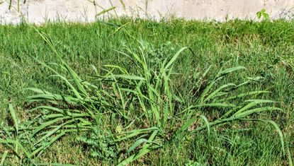 Crabgrass growing on a green lawn