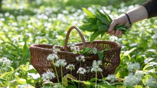 Guests can book a wild food foraging experience