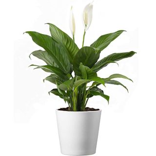 Amazon, American Plant Exchange Peace Lily