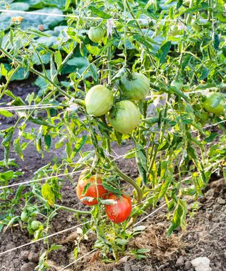 Tomatoes trellised with the Florida weave method