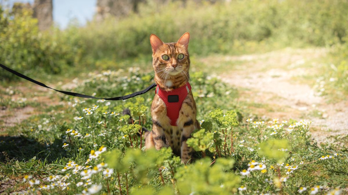 Bengal cat