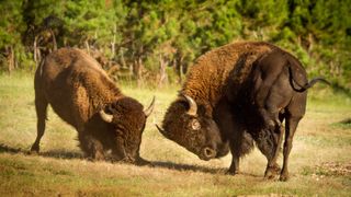 Two American bison fighting